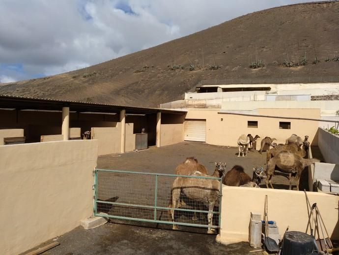 Coronavirus en Canarias | Camellos que pasean a los turistas en Timanfaya