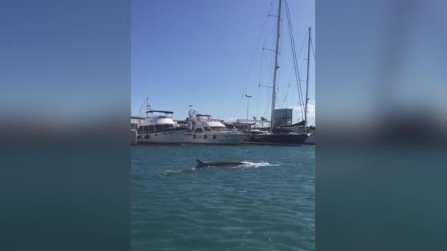 Una ballena común causa expectación al entrar en la Marina de València