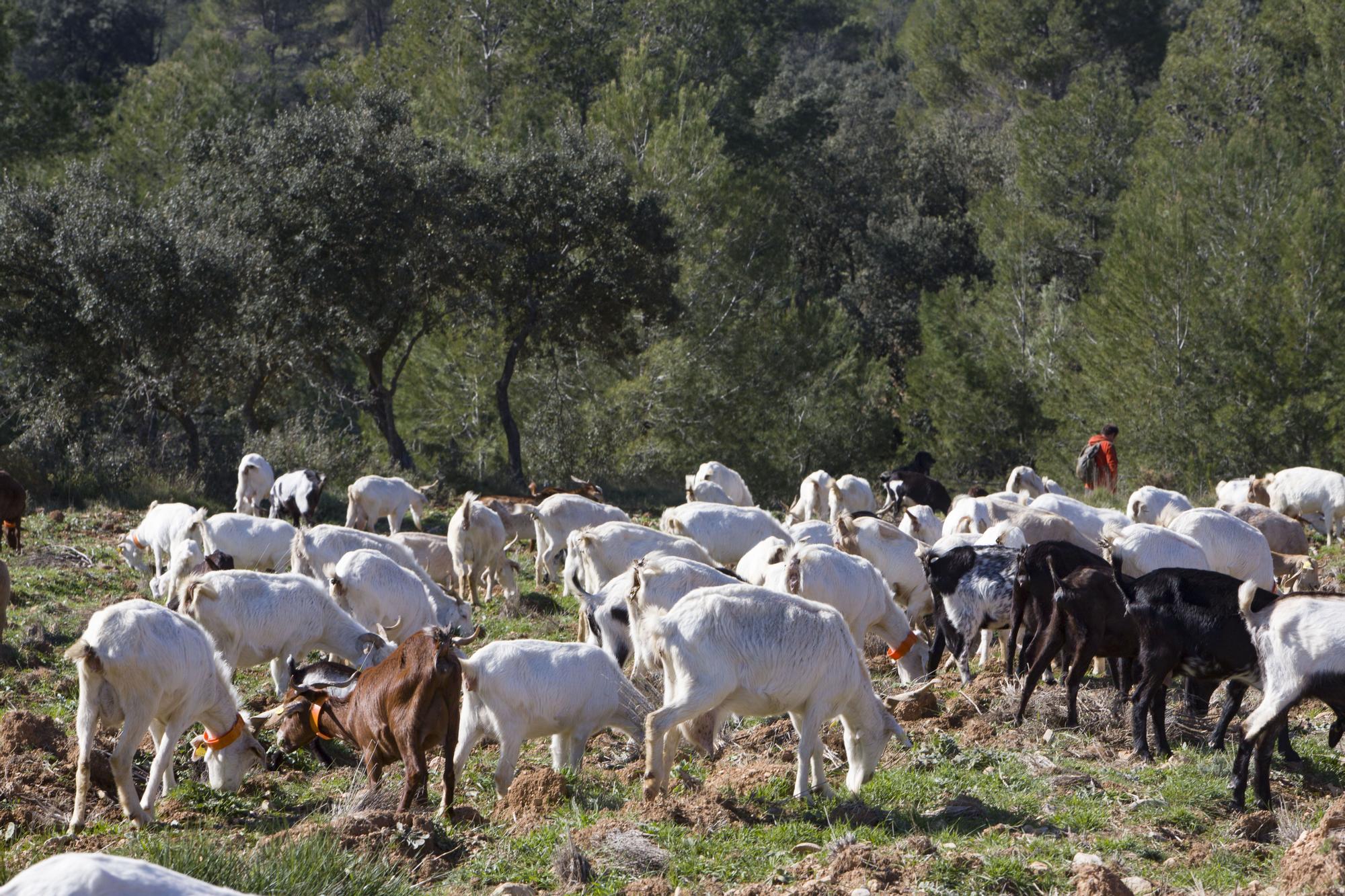 Un paseo por… Bicorp