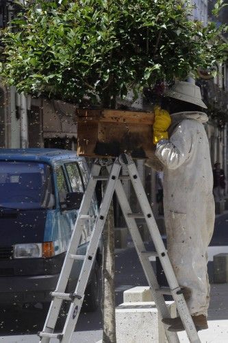 Un enjambre obliga a cerrar una calle de A Estrada