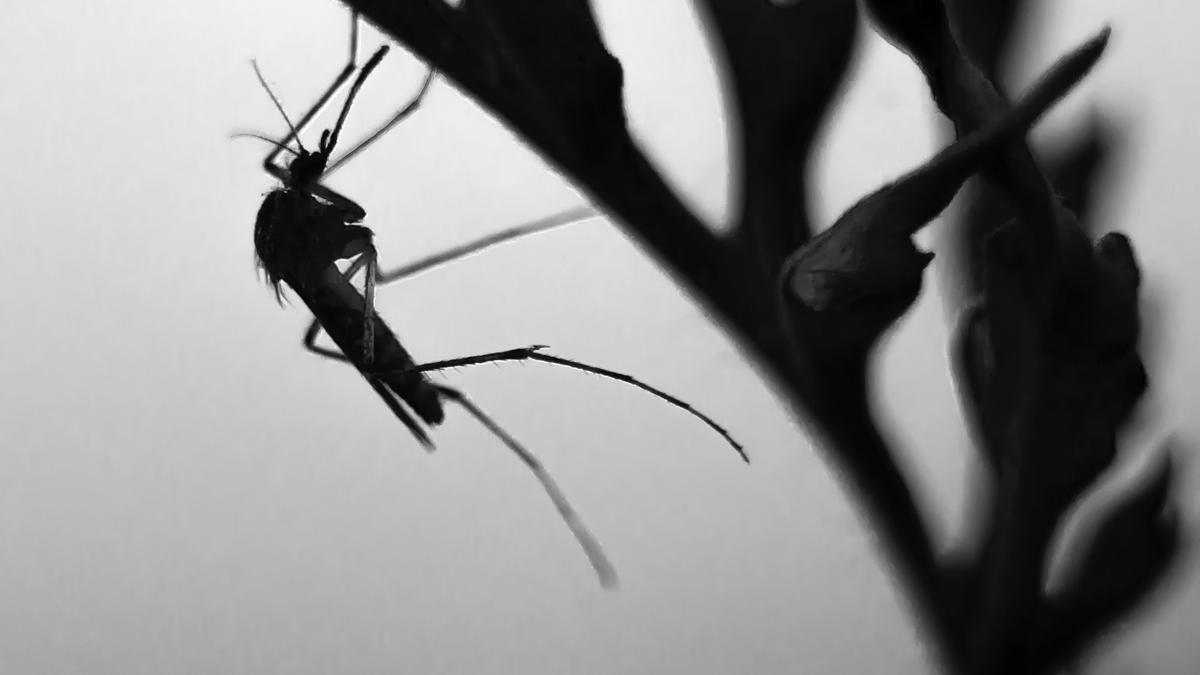 La aguja de los mosquitos está dividida en seis partes.