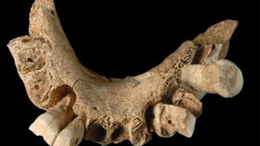 Hallan en Atapuerca la mandíbula del europeo más antiguo