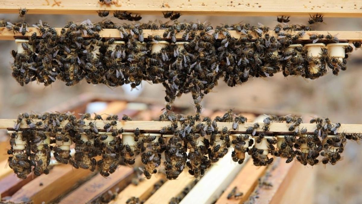 Ayudas para la producción de miel de abeja negra autóctona canaria