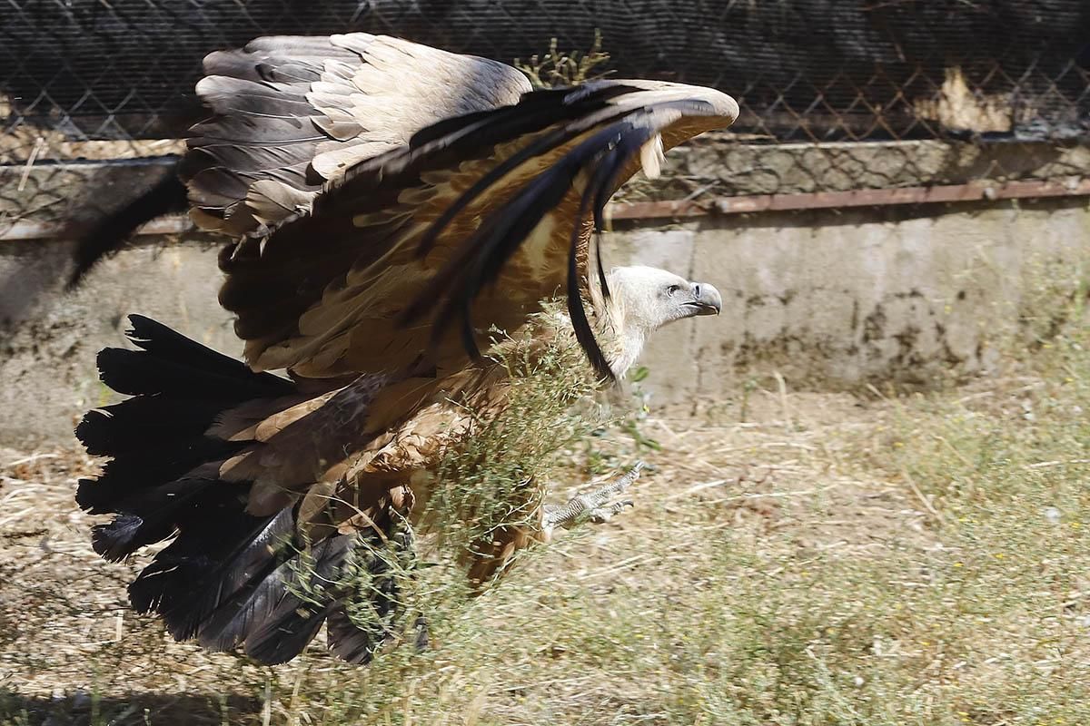 El Centro de recuperación de especies amenazadas de Córdoba, en imágenes