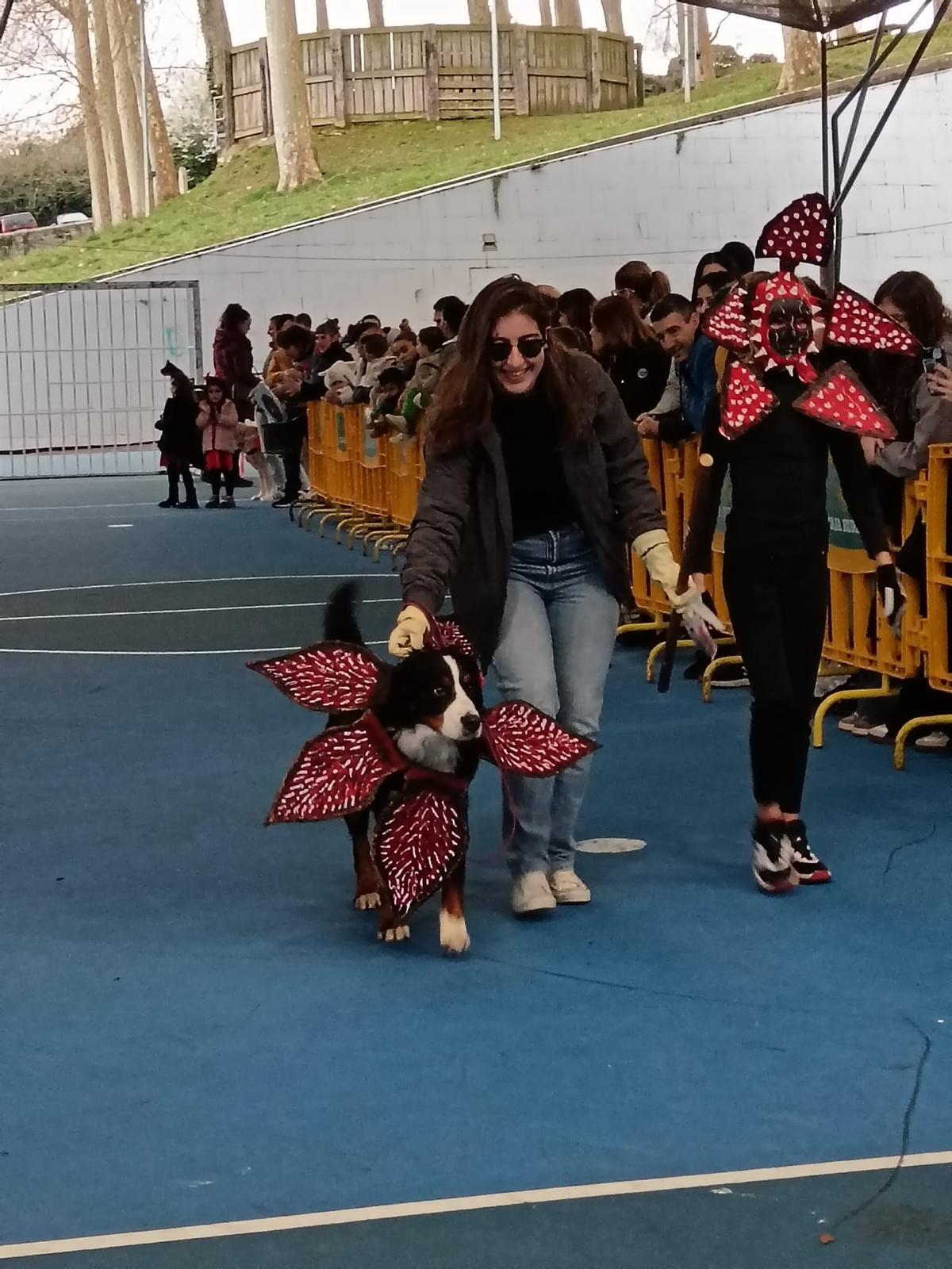 El desfile de mascotas de Grado, en imágenes