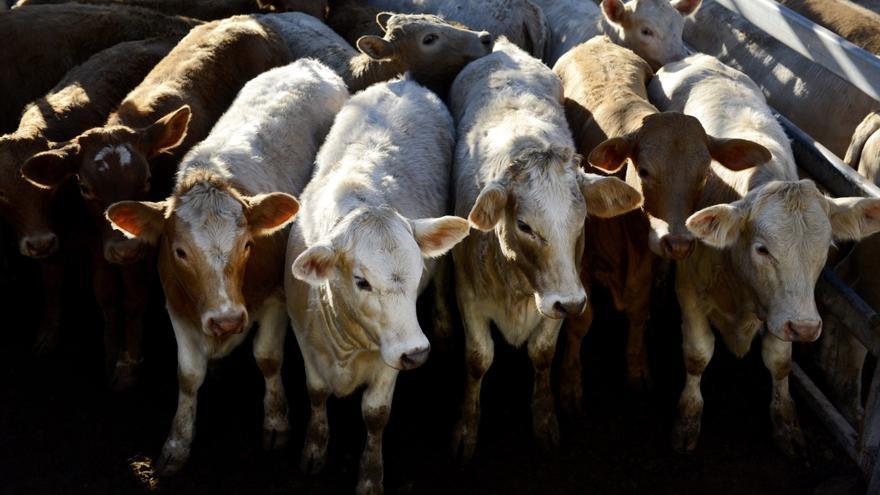 Nueva Zelanda quiere imponer tasas por los eructos de ovejas y vacas