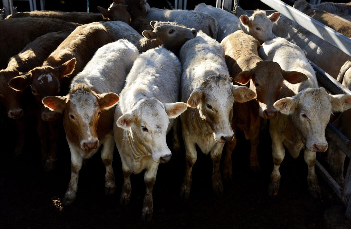 Una investigación neozelandesa consigue reducir el metano que producen las vacas un 20%