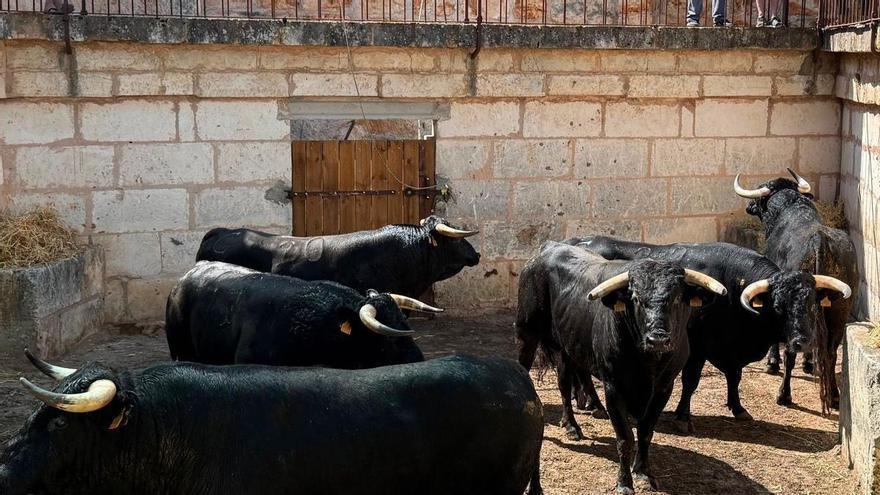Las reses de El Capea ya están en los corrales de Muro