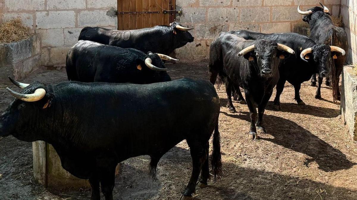 Los toros ya se pueden visitar