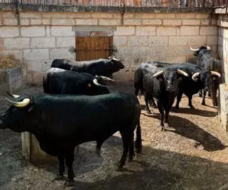 Las reses de El Capea ya están en los corrales de Muro
