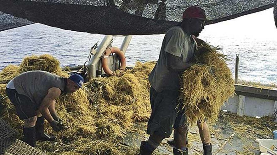 Varios pescadores retiran paja de una de las balas recogidas en el fondo de sus redes.