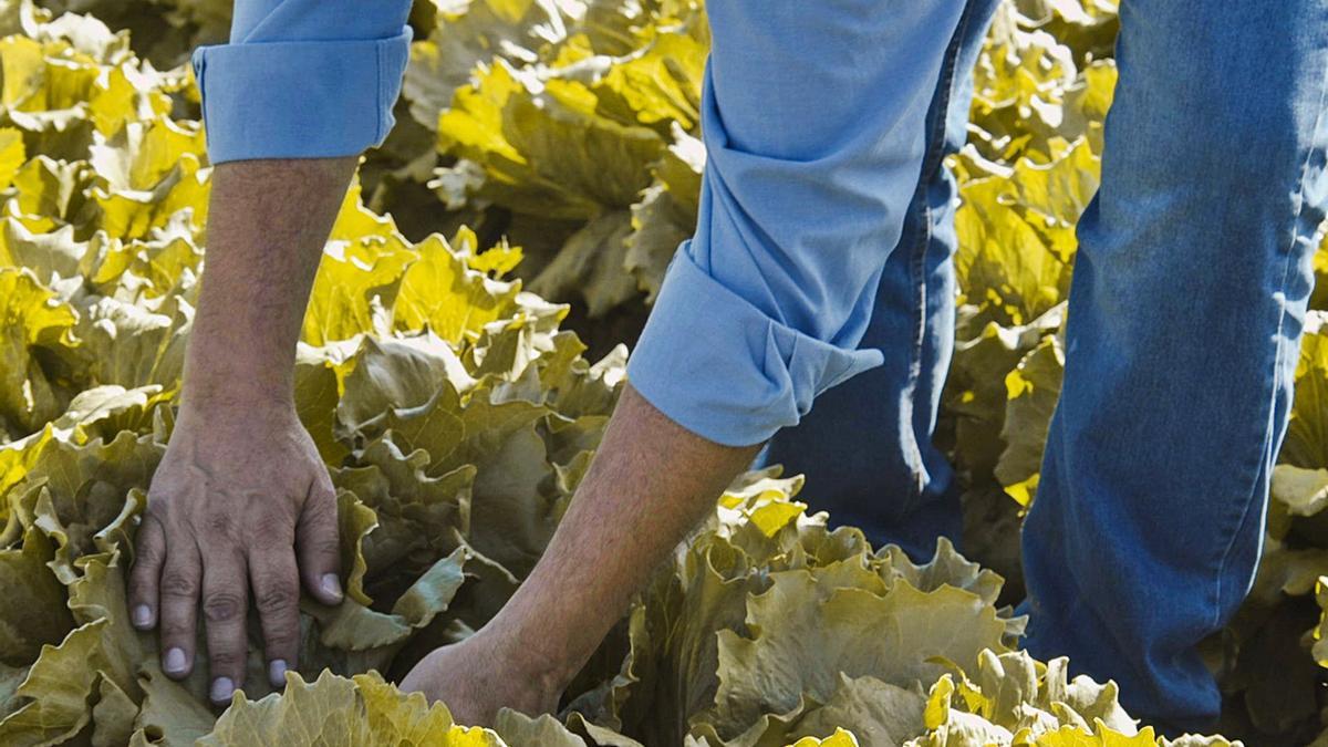 Los cultivos murcianos se han visto gravemente afectados por las plagas en el último año. | L.O.