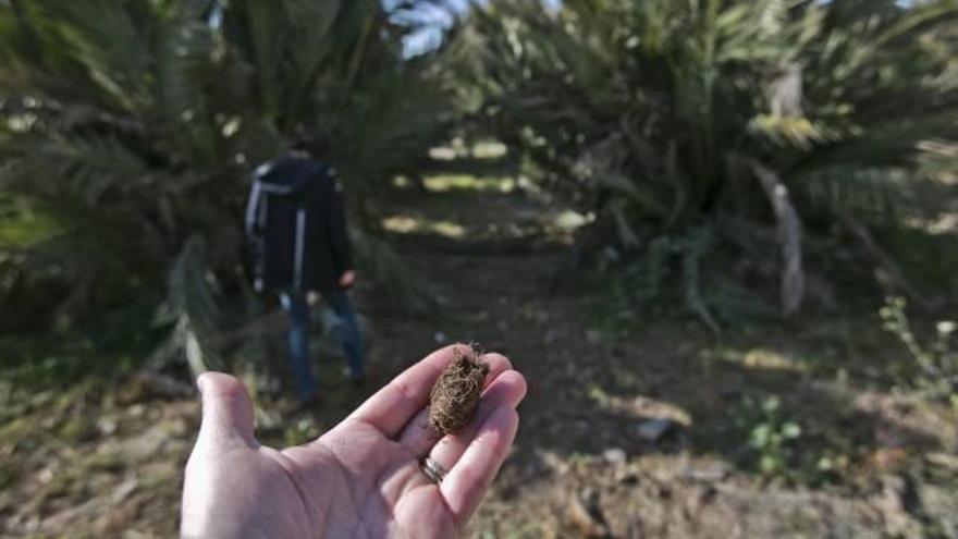 Negocian para dar gratis a particulares un producto químico contra el picudo