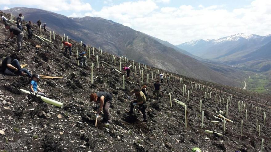 Voluntarios de la FOP plantando de frutales en una zona quemada de Tablado (Degaña), en mayo de 2018.