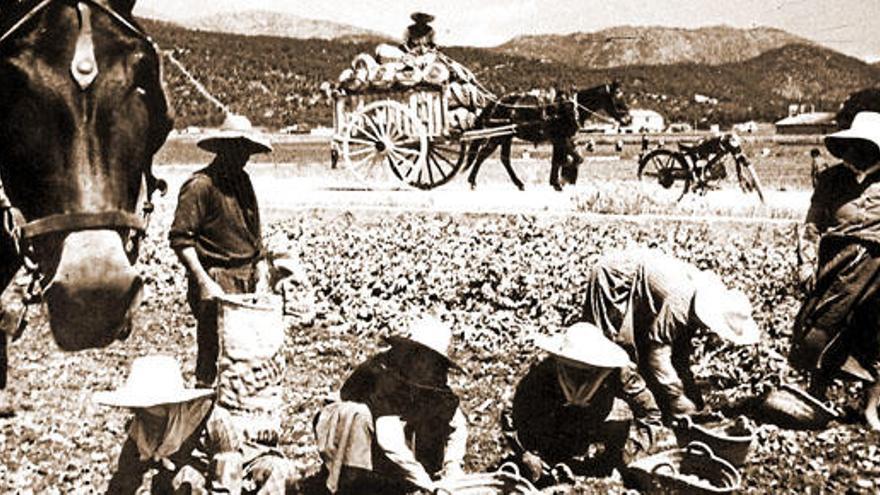 Knüppelharte Arbeit: Bauern bei der Kartoffelernte nahe Sa Pobla in den 20er-Jahren.