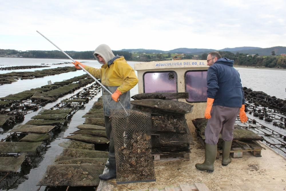 Ostras en la ría del Eo