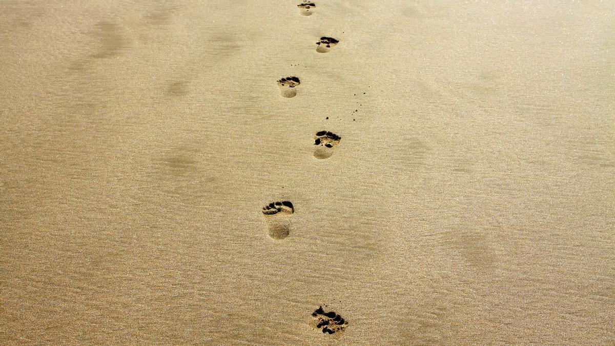 Huellas en la orilla de la playa