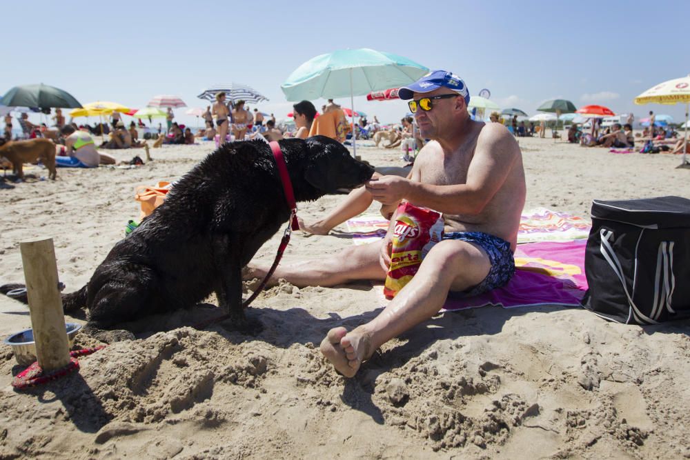 La playa para perros de Pinedo, a reventar