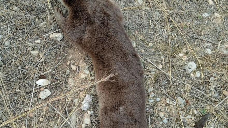 La llúdria atropellada a Almassora no és l’alliberada al pantanet