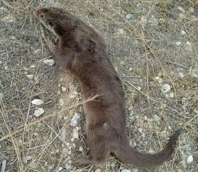 La llúdria atropellada a Almassora no és l’alliberada al pantanet