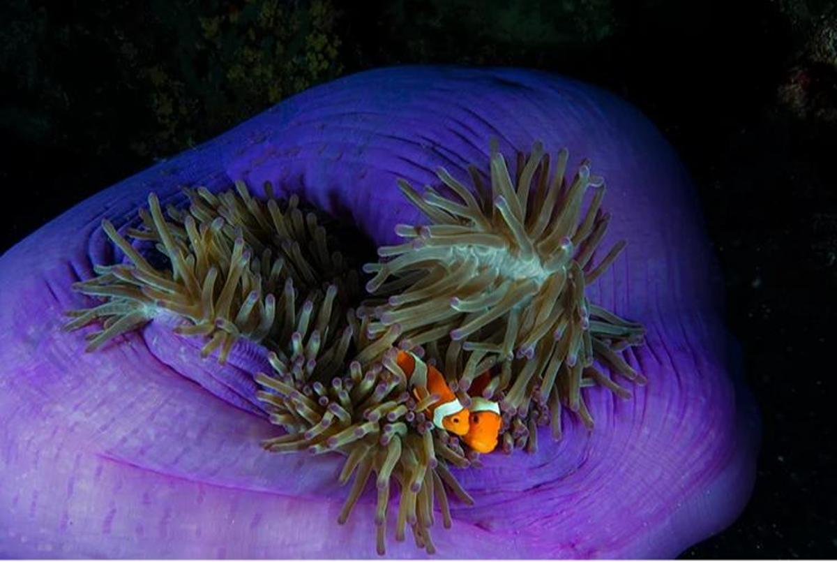 Fotografía de dos peces payaso