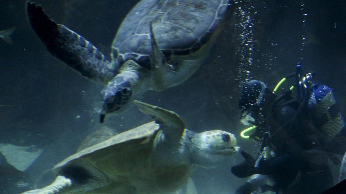 El Acuario de Gijón alivia el desahucio del gran parque marino de Europa
