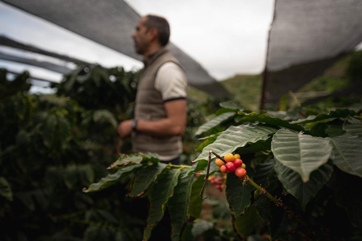 Los hermanos Abreu, productores de café en San Juan de la Rambla