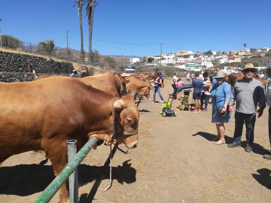 Celebración de San Juan en Telde