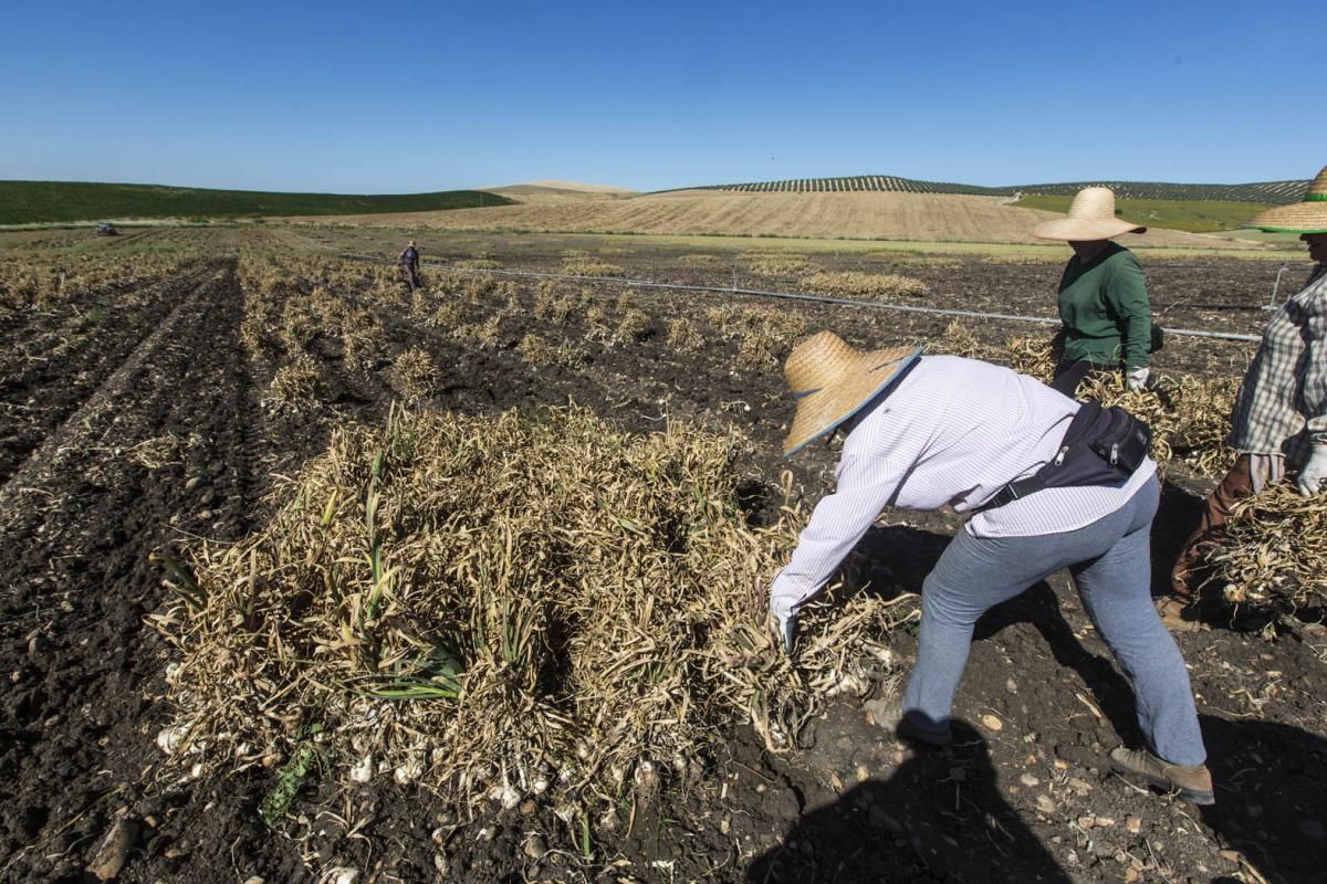 Fotogalería / De la tierra a la mesa; el ajo cordobés