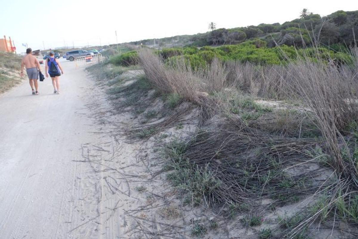 Ecologistas cargan contra la parálisis de la Generalitat para restaurar las dunas de La Marina
