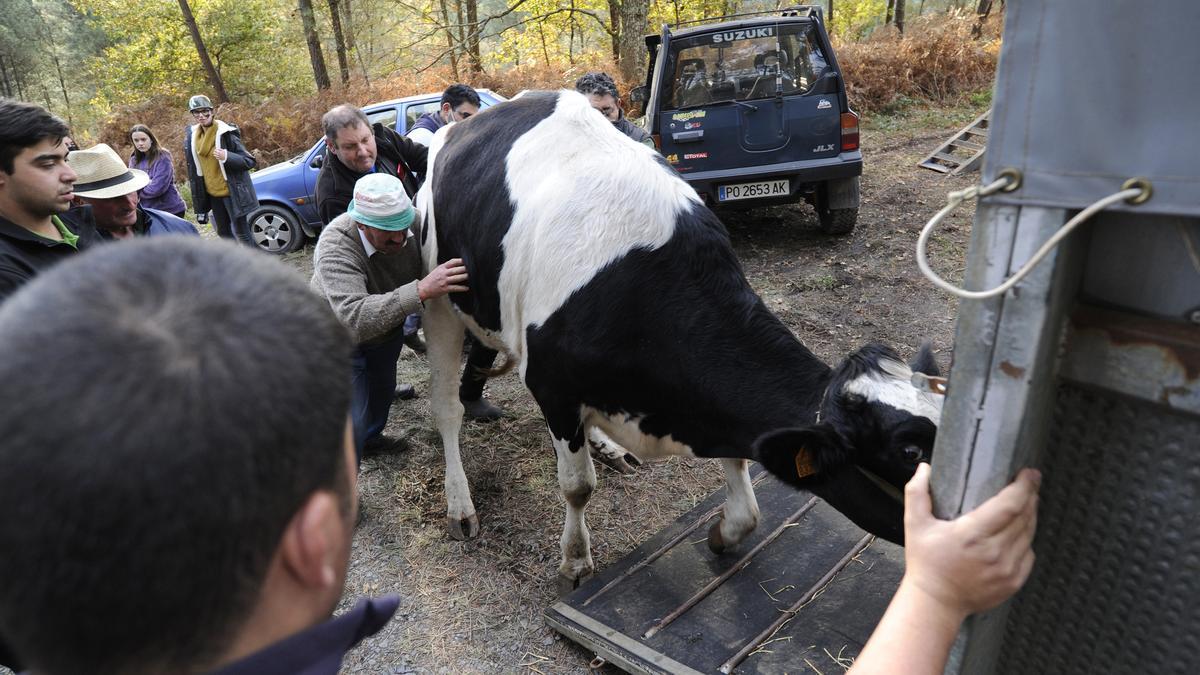 Tras el ascenso, la vaca fue transportada en un remolque hasta la granja en Bascuas.