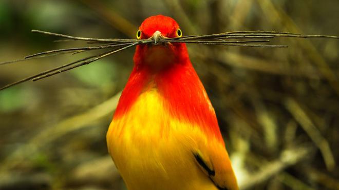 Una imagen del documental 'Bailando con los pájaros'