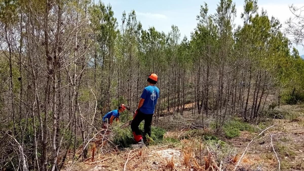 Operarios realizando trabajos forestales en Ontinyent.