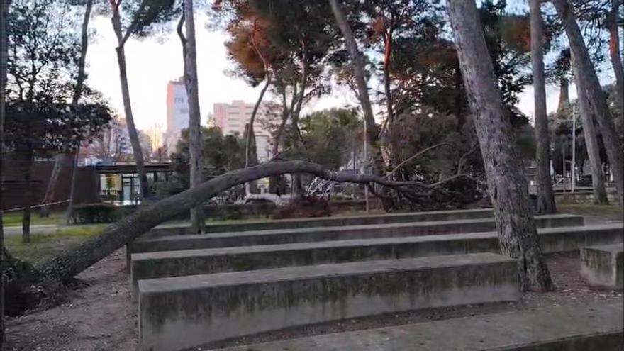 VÍDEO | Comencen a retirar els arbres caiguts al Parc Bosc de Figueres per la llevantada
