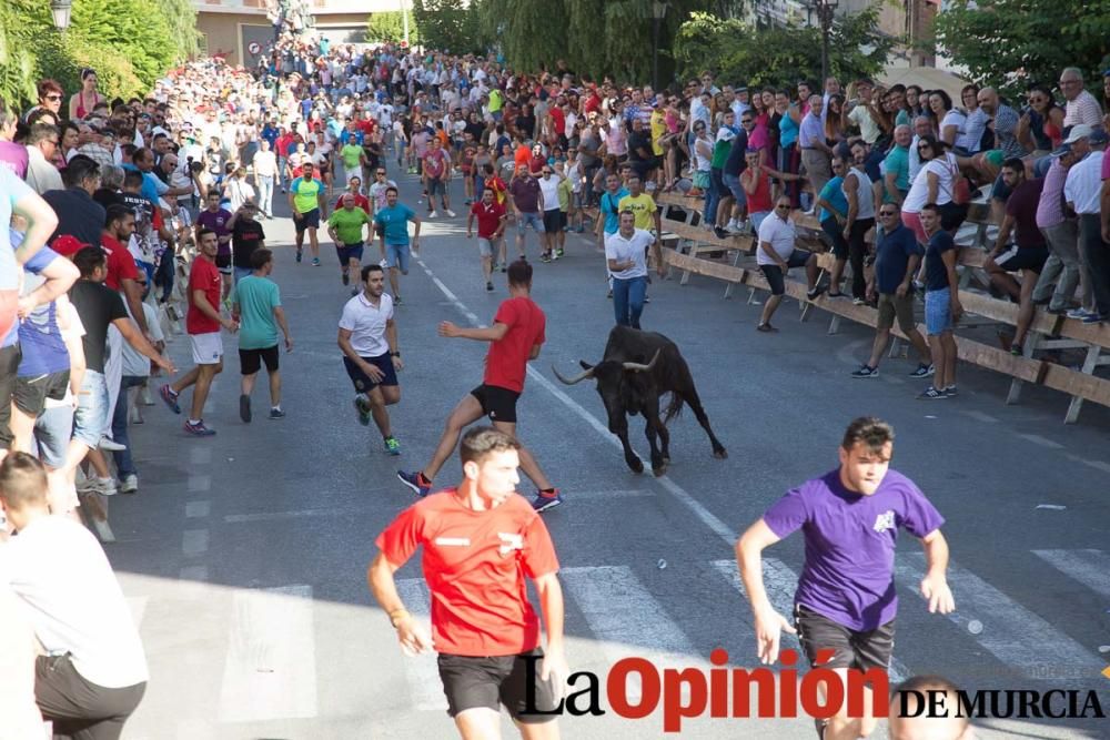 Última suelta de vacas en Moratalla