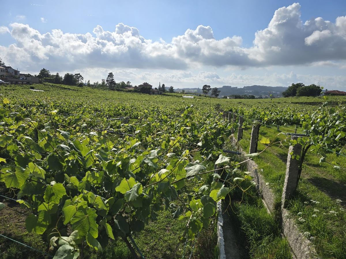 Viñedos ante la bodega Bouza do Rei, en Ribadumia.