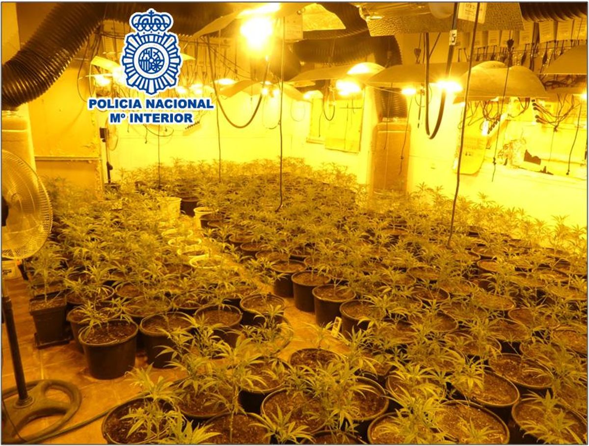 Desmantellen dues plantacions de marihuana a dues vivendes ocupades de Terrassa Desmantellen dues plantacions de marihuana a dues vivendes ocupades de Terrassa