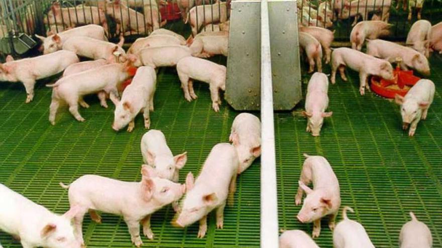Crías de cerdo en una granja de porcino gallega.