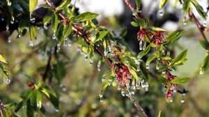 Les gelades espatllen fins a 47.798 hectàrees de fruita a Lleida
