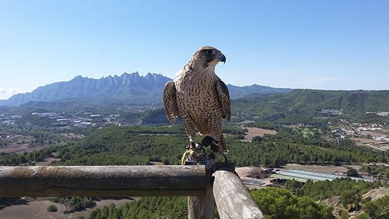 Ocell. Dia ben serè i assolellat per aixecar el vol i contemplar aquest fantàstic paisatge.