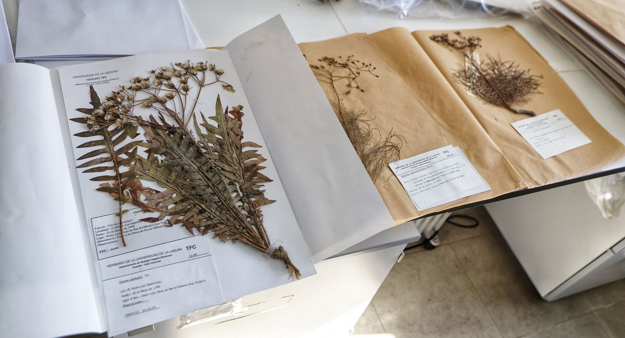 Investigación sobre  plantas extintas en la Macaronesia