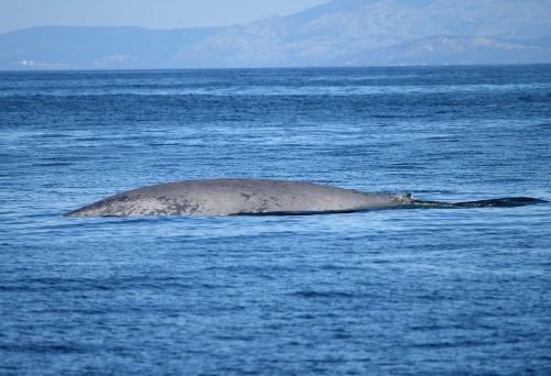 Animales XL en las rías: del atún rojo de 300 kg a un 'ejército' de 150 delfines