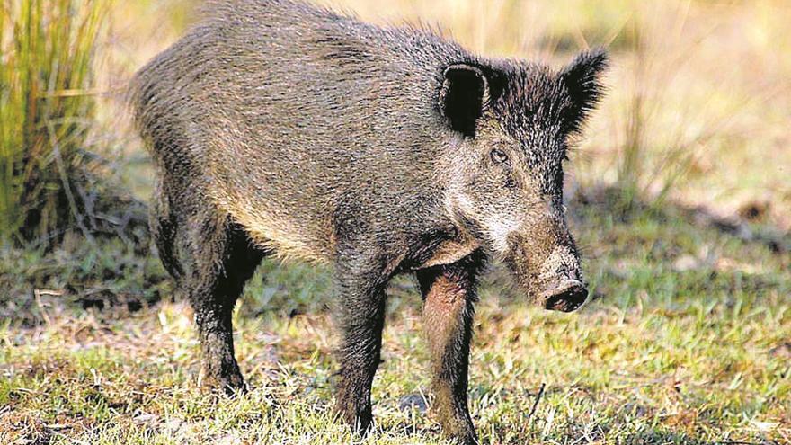 Los jabalíes destrozan las gomas del riesgo por goteo y los árboles en campos de naranjas