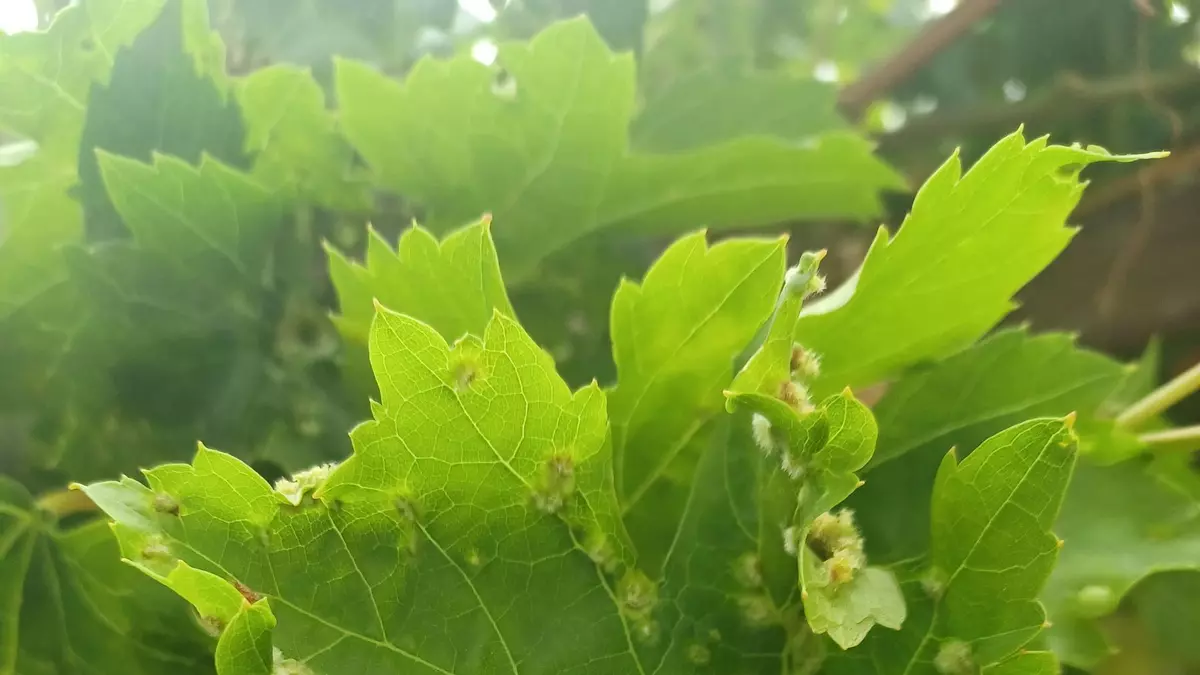 El 'covid de la vid' afecta a un viñedo de Canarias y se trabaja para evitar que se propague al resto del Archipiélago