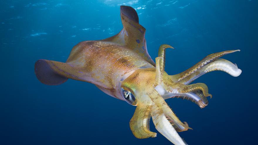 Sardina, boquerón, besugo y calamar, entre los pescados con menos mercurio