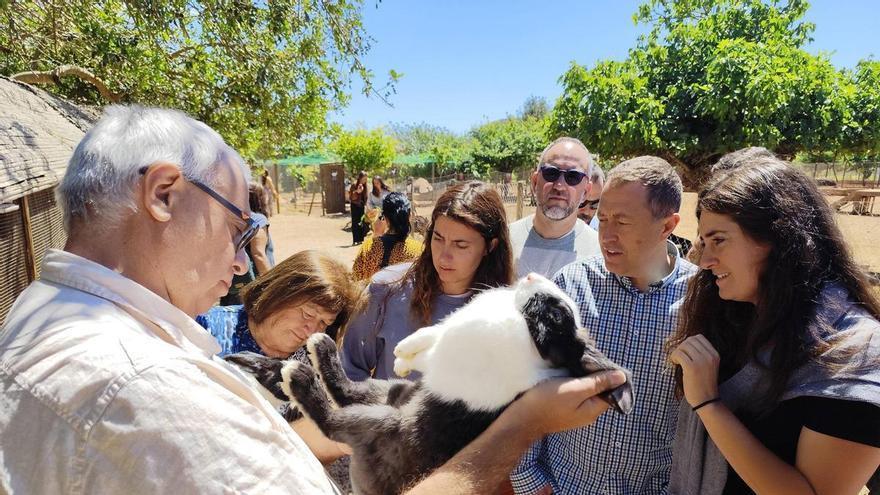 Razas autóctonas de Ibiza: En busca del súper ‘conill eivissenc’ ... o que se le parezca