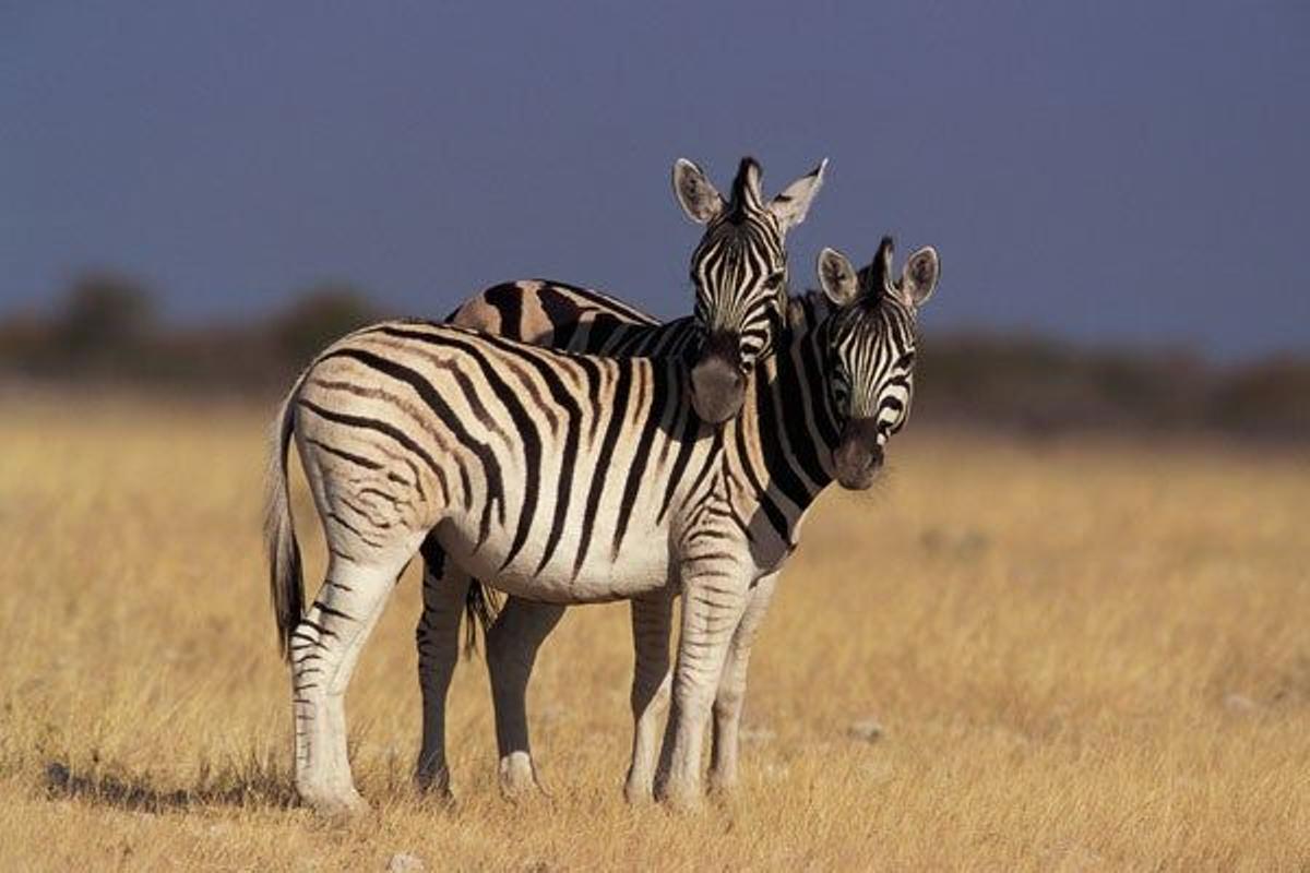 Dos cebras en el Parque Nacional de Etosha.