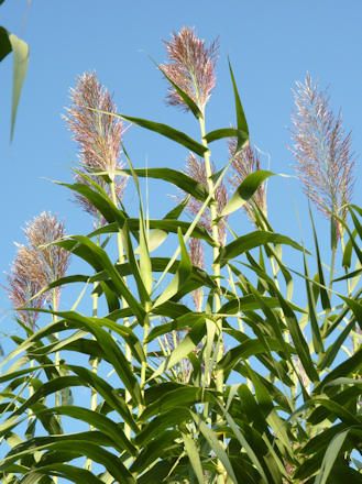 Arundo donaxLa canya, molt semblant al bambú. Sembla ser que va arribar procedent d’Àsia i es va estenent ràpidament per Àfrica i Amèrica, sobretot als llocs on s’acumula aigua