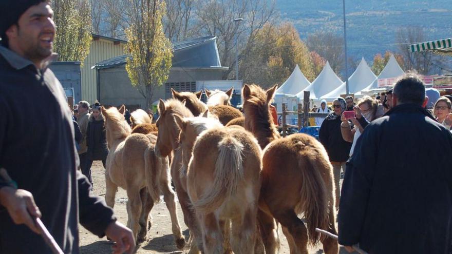 Ramaders i cavalls a la Fira de Puigcerdà | ARXIU/M.S.