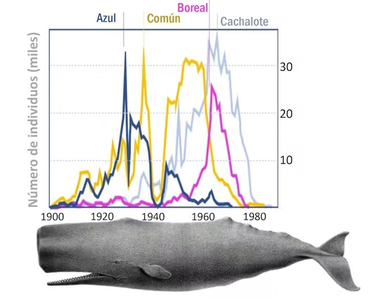 Capturas de 4 de las especies más perseguidas por la industria ballenera en el siglo XX